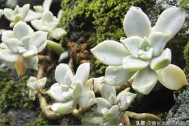 胧月这样皮实的多肉还怕水浇多了？别担心，稍微处理一下就好啦图片
