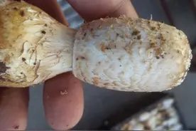 鸡腿菇种植中，菇帽鳞片多影响外观美，3招2式搞定它图片
