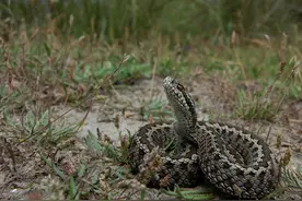 钓鱼人注意了，我国境内主要毒蛇品种及分布，附致命率图片