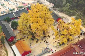 河南最美的银杏树，藏于深山古寺中，没门票还提供免费素斋图片
