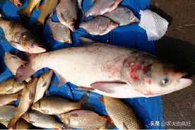 此鱼个头大生长快，随便一条十几斤，却喜食粪便，如今沦为低档鱼图片