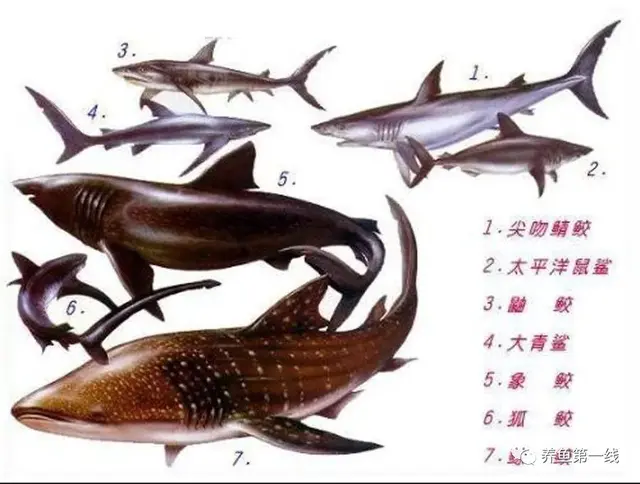 鱼鳞由什么组成