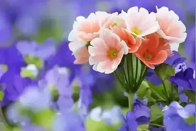 提高原民办代课教师教龄补助并统一标准，还要有稳定的增长机制！图片