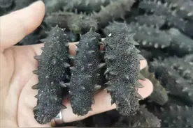 半干海参的泡发方法（拉缸盐的泡发）图片