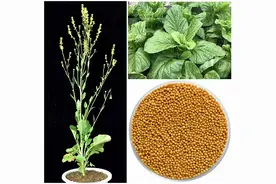 百年悬案破解：百变芥菜有同一个“妈妈”图片