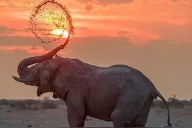 象鼻不止是鼻子，来看看大象鼻子正确的打开方式图片