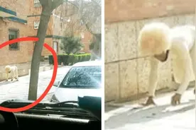 这些人扮狗也要溜出门，病毒怎么闷得死呢？图片