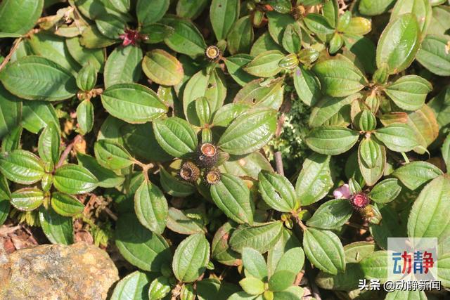 野性贵州 有问必答丨你还在傻傻补钙？这种五彩野果含钙量是牛奶的6倍