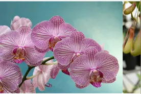 兰花是“骗子”？猪笼草是“坐便器”？或许你对植物的智慧一无所知图片