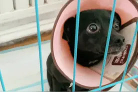 流浪狗小坚强的故事图片