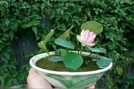 春天种碗莲，选一颗好种子，挖点塘泥巴，碗里赏荷花图片