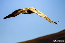 这种猛禽在空中和地面判若两鸟，飞翔时大鹏展翅，落地后奇丑无比图片