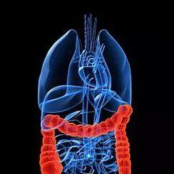 鲟软骨胶原蛋白肽的功效 鲟软骨胶原蛋白肽的功效与禁忌