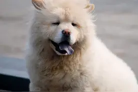 养宠心得：狗狗呕吐吐白沫？常见的4大原因及相应的处理方法图片