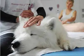 狗狗身上的N个神奇开关，你试过没图片