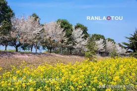 东明黄河边，驴友发现又一处打卡胜地，十里黄河大堤堪比世外桃源图片