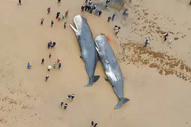 下海5000多万年，完全适应海洋环境，鲸鱼为何还没有进化出鳃？图片