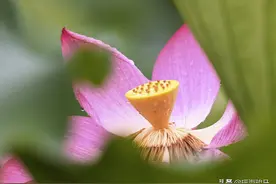 安徽合肥：雨后的包公园，荷花这样拍摄，荷韵悠悠，美极了图片