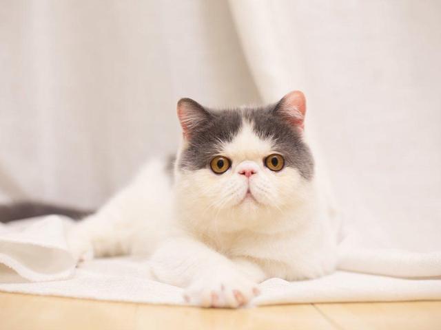 辟谣：吃生肉真的能发腮吗？基因问题母猫根本没有腮！