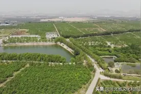 馋哭隔壁小孩！这片万亩核桃林藏着今夏最美味的度假方式！图片