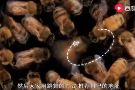 侦查蜂竟然出卖“色相”跳舞，只为让蜂群信服图片
