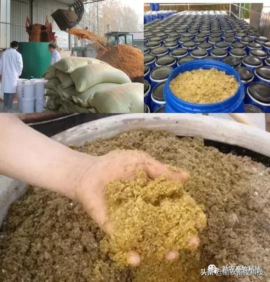 乳酸菌及其发酵饲料在动物生产中的应用效果表明品质稳定适口性好