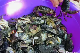 北海生猛鱼虾第3重镇！上过<舌尖>的海鲜簸箕宴在此诞生图片