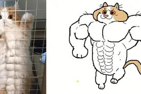 把猫的丑照做成动画版，任天堂掌机的新妙用图片