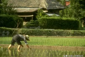 温铁军｜生态文明战略下的东亚农业图片