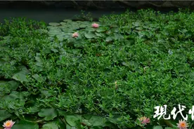 江苏已发现226种外来入侵物种，植物“侵略”严重图片