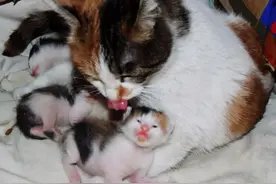 犬猫分娩的时候会有什么特征？图片