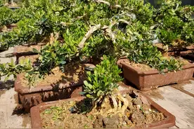 雀舌黄杨，小精品盆景/盆栽图片