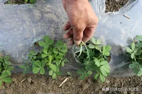 花生出苗后怎样管理，四个高产田间管理措施，花生开花多产量高图片