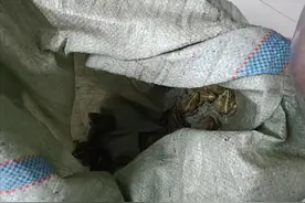 抓27只青蛙给孙子调理肠胃，安徽老太迷信土方被捕！抓青蛙会坐牢图片