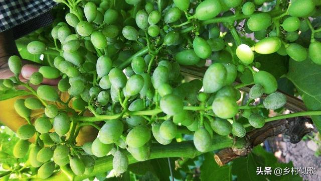 微肥有时的力量是巨大的！种植葡萄补充营养时，怎么选择微肥？