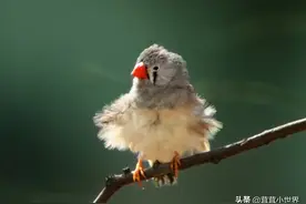 我国可以合法笼养的鸟有几种？只有九种！常见的可不一定合法图片