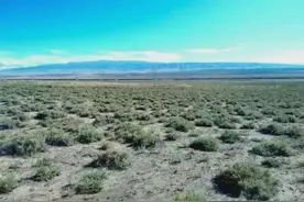 发菜被列入国家一级保护植物，但实际上发菜不是植物，是为什么？图片