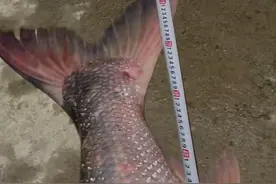 湖北男子钓起一条长1.7米的“鳡鱼王”，网友：这鱼不能放图片