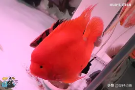 始于鹦鹉鱼，终于鹦鹉鱼，鹦鹉鱼何以雄踞“三大入门观赏鱼”之首图片