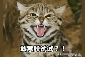 再可爱也不能养，爱这些猫咪最好的方法，就是让它们自由自在图片
