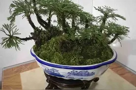 第一次看到武侠剧说的九死还魂草，野生环境真陡峭，采一株做盆景图片
