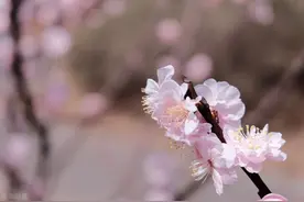 关于春天有什么美而不俗的诗？杜甫这组另类七绝不可不读图片