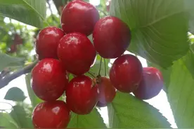 陕西渭南：果农王文的樱桃采摘园丰收了 姜流义 摄影图片