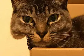 众所周知，猫咪是液体图片
