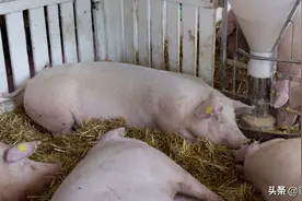 母猪产前不吃怎么办？母猪产前不吃打什么针？这样做比较妥图片