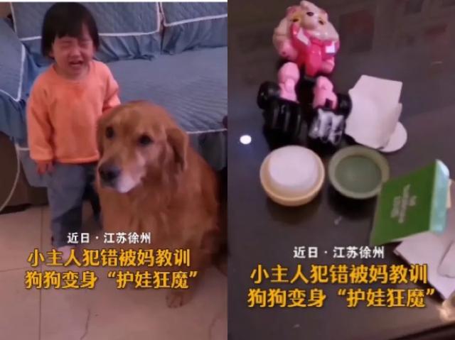 小主人被骂,“暖男金毛”霸气护娃帅翻网友:怕不是成精了