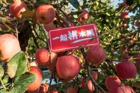 85后海归痴迷“苹果梦”：要种出比肩“苹果之王”的高端品牌图片
