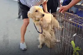 河南：为了钱，主人将金毛往狗笼塞，万幸遇大哥，440将狗带回家图片