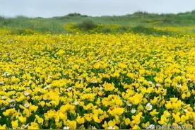 百脉根有瘠地苜蓿之称一草三用：牧草、果园草、绿化草图片