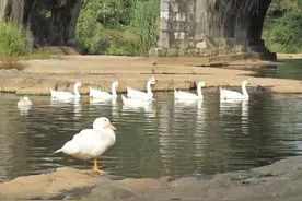 湘粤古道（郴州段）——湖南第一座桥万岁桥图片